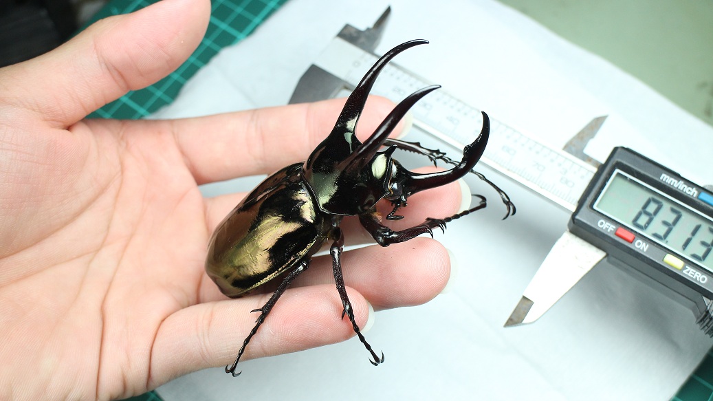 按此在新視窗瀏覽圖片