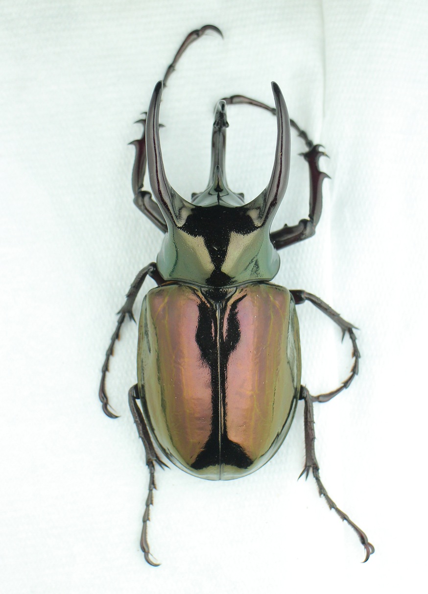 按此在新視窗瀏覽圖片