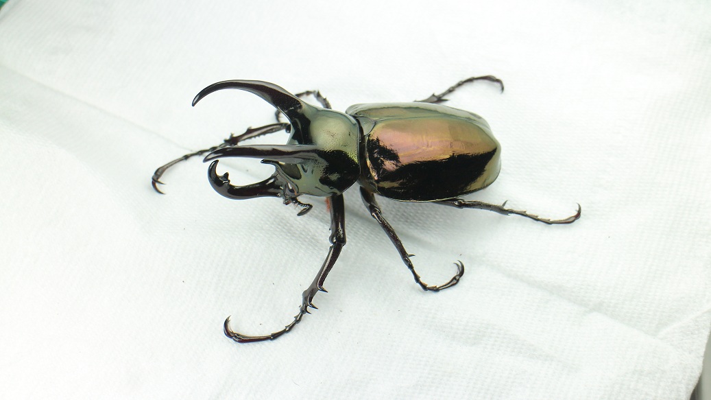 按此在新視窗瀏覽圖片