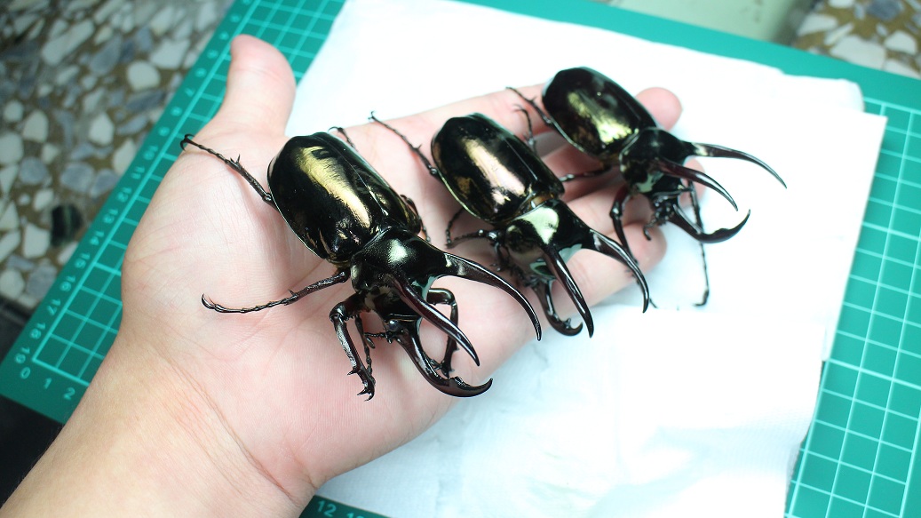 按此在新視窗瀏覽圖片