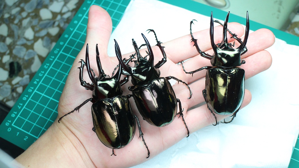 按此在新視窗瀏覽圖片