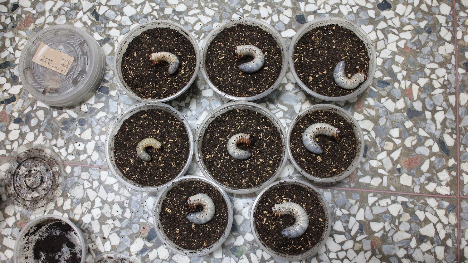 按此在新視窗瀏覽圖片