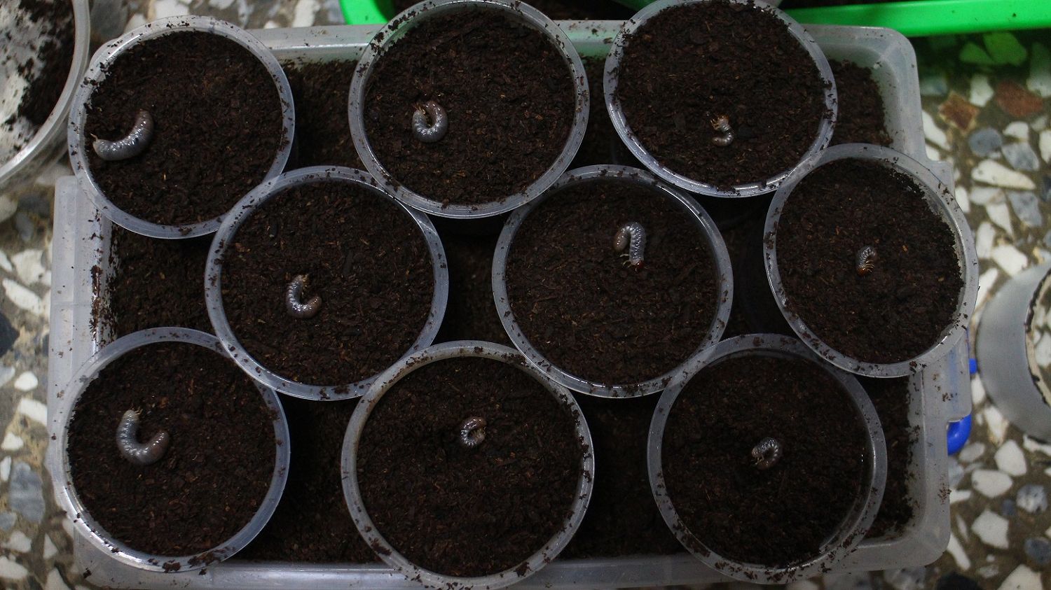 按此在新視窗瀏覽圖片