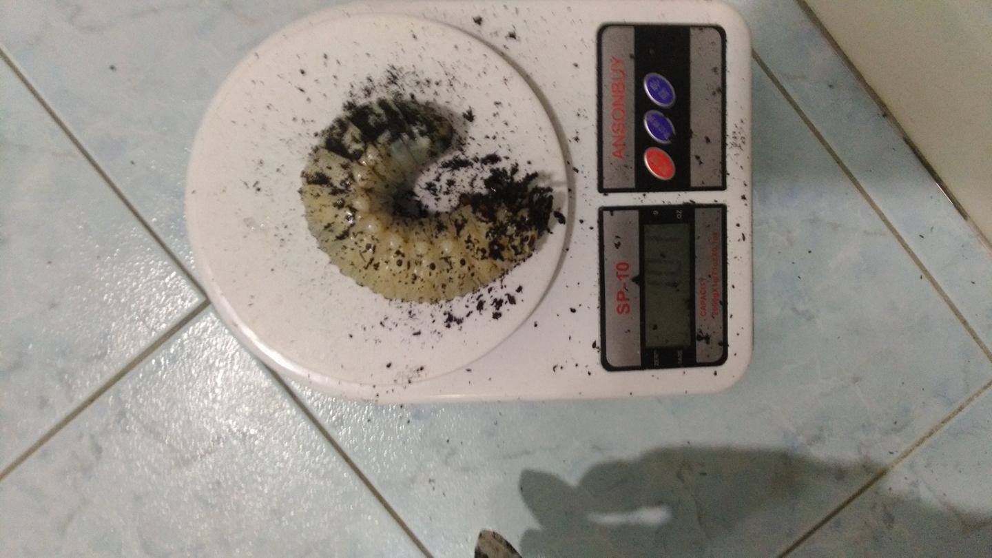 «ö¦¹¦b·sµøµ¡ÂsÄý¹Ï¤ù