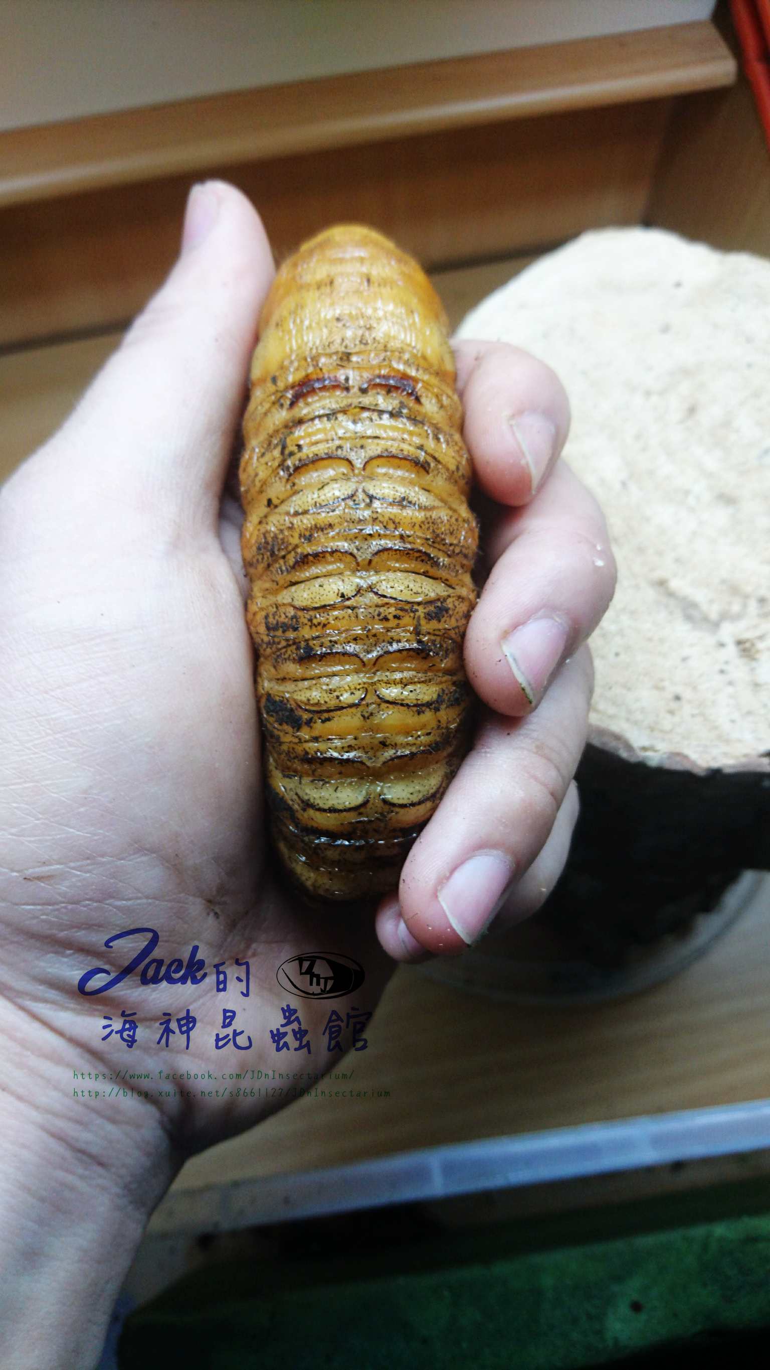 «ö¦¹¦b·sµøµ¡ÂsÄý¹Ï¤ù