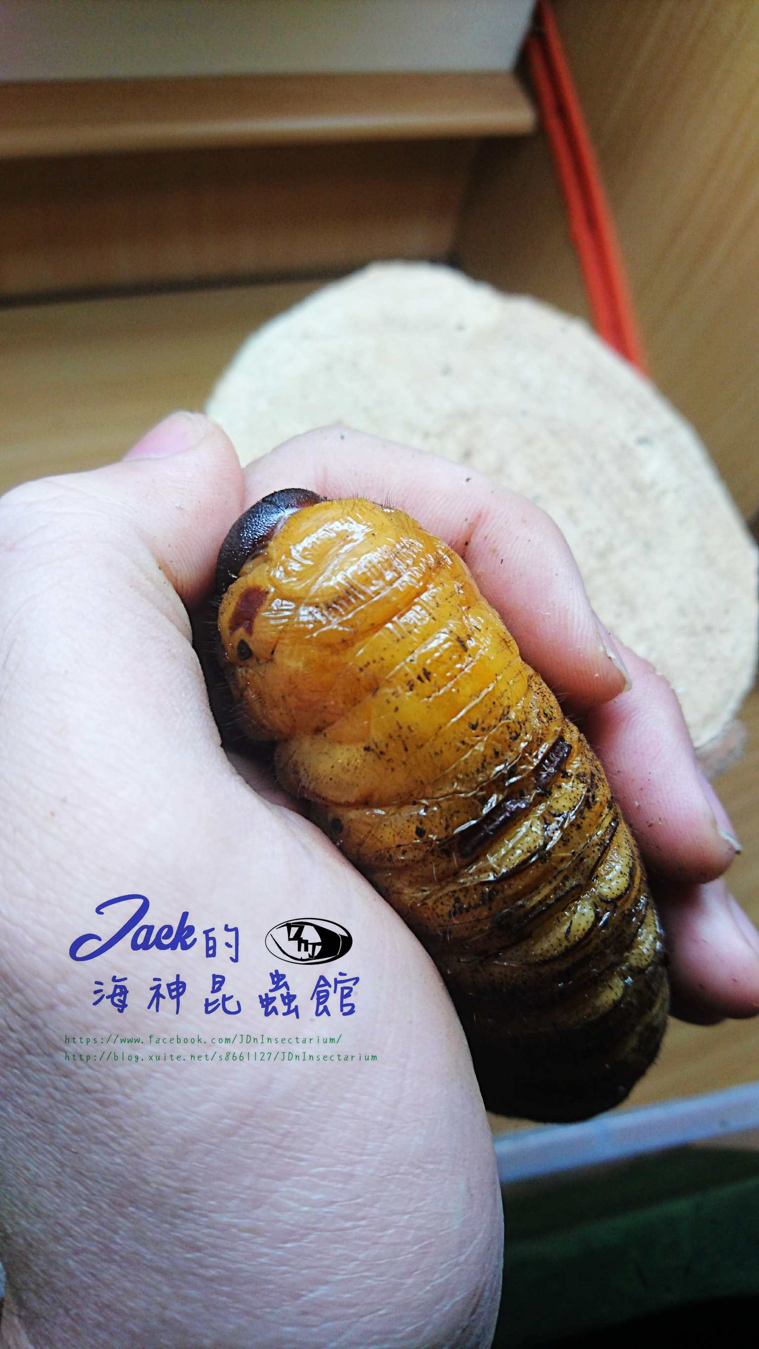 «ö¦¹¦b·sµøµ¡ÂsÄý¹Ï¤ù