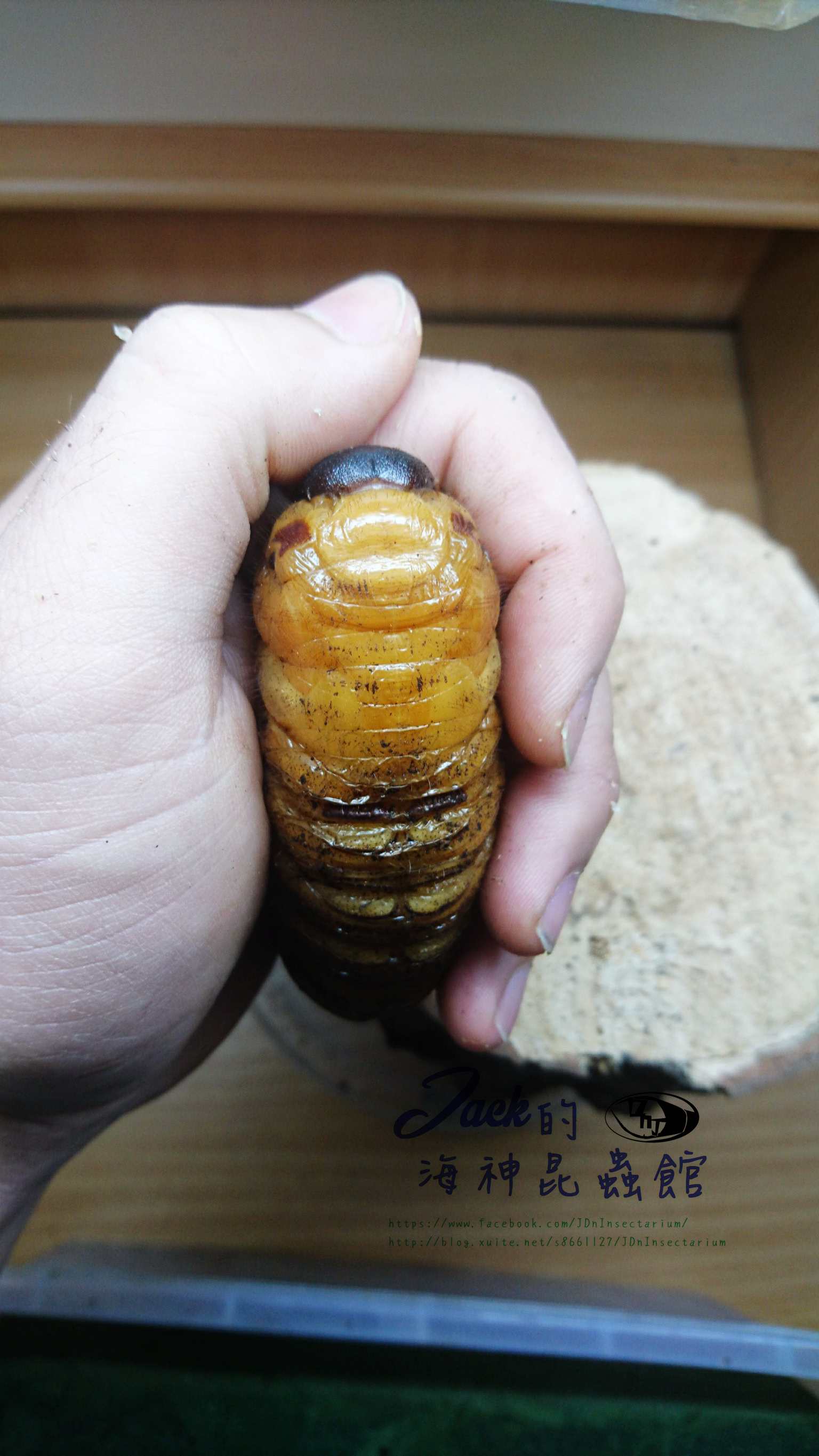 «ö¦¹¦b·sµøµ¡ÂsÄý¹Ï¤ù