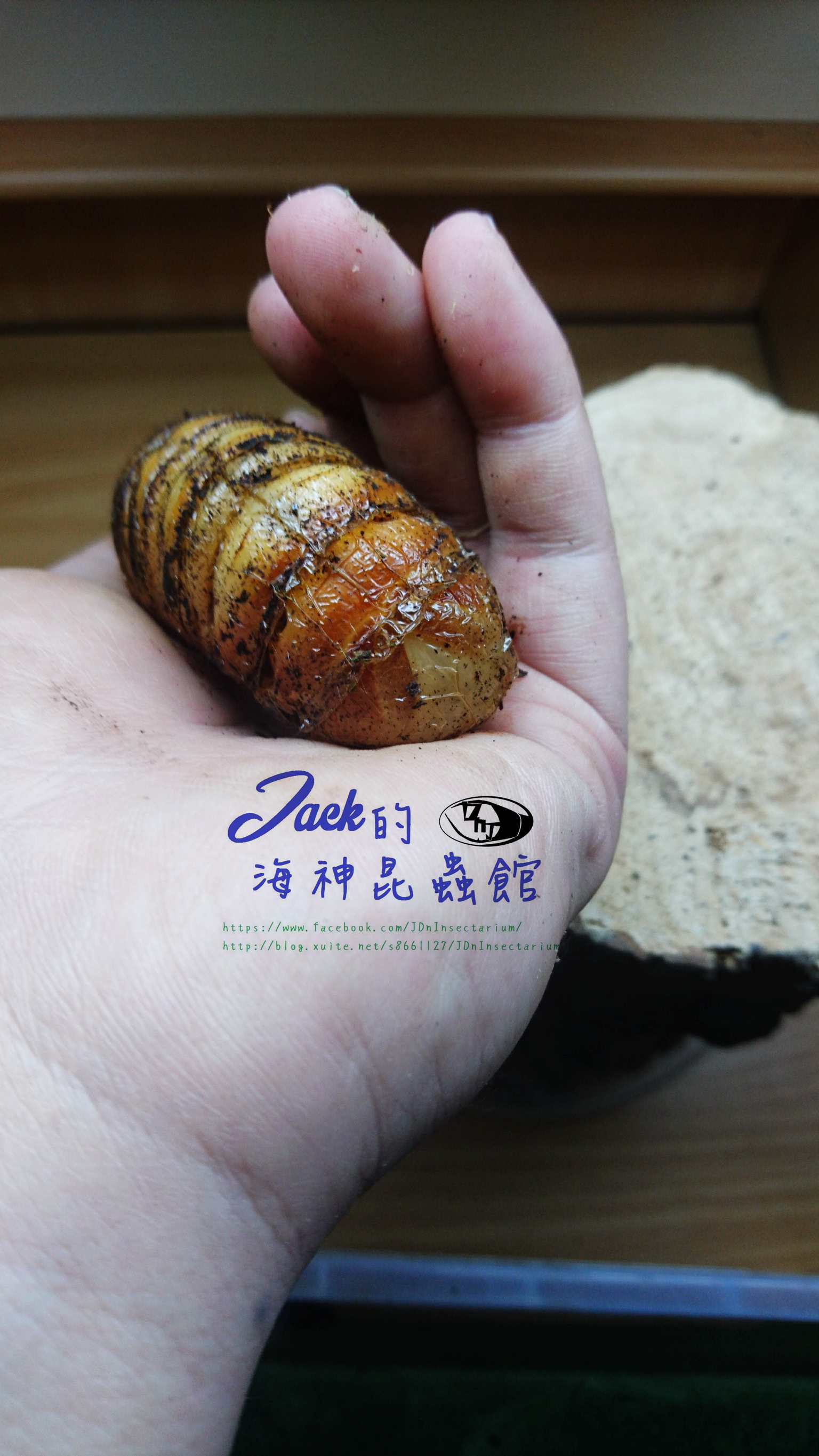 «ö¦¹¦b·sµøµ¡ÂsÄý¹Ï¤ù