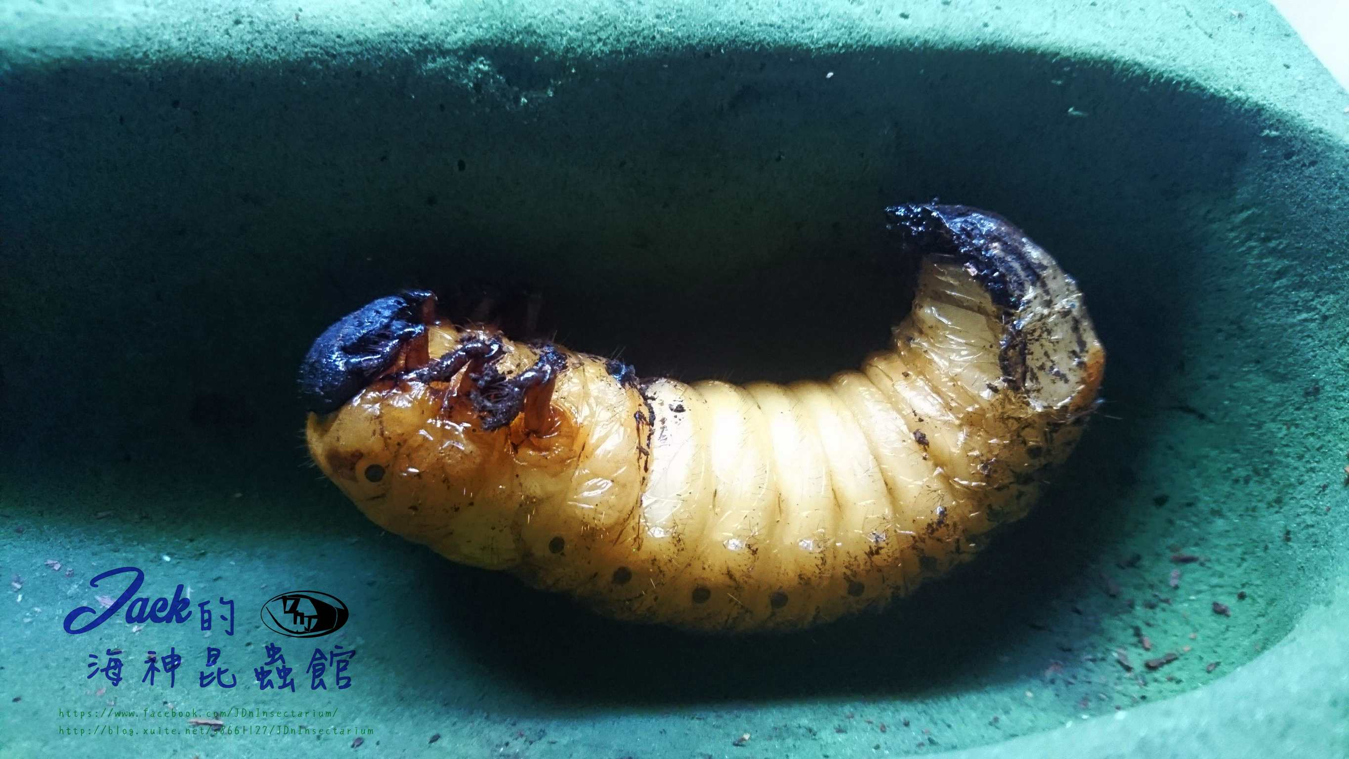 «ö¦¹¦b·sµøµ¡ÂsÄý¹Ï¤ù