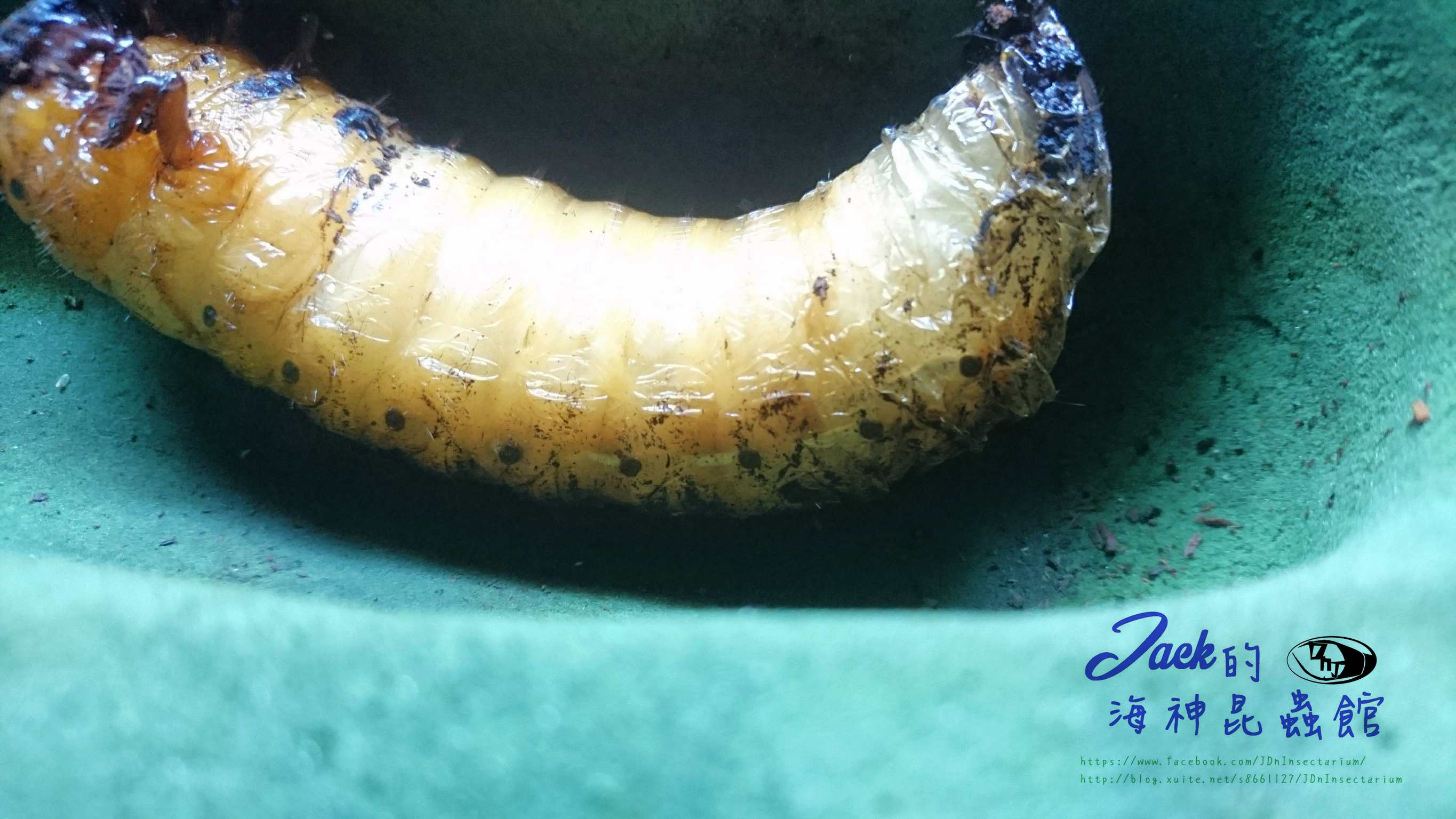 «ö¦¹¦b·sµøµ¡ÂsÄý¹Ï¤ù