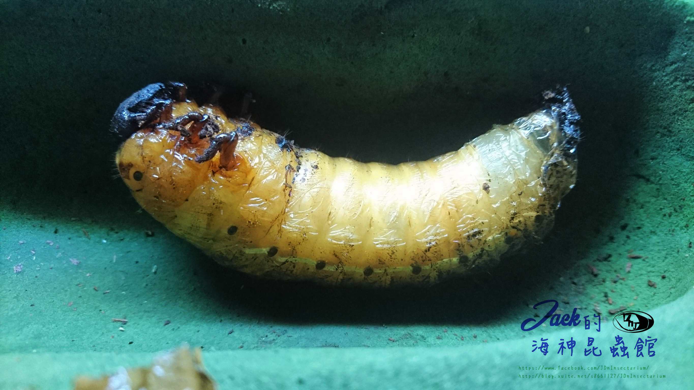 «ö¦¹¦b·sµøµ¡ÂsÄý¹Ï¤ù