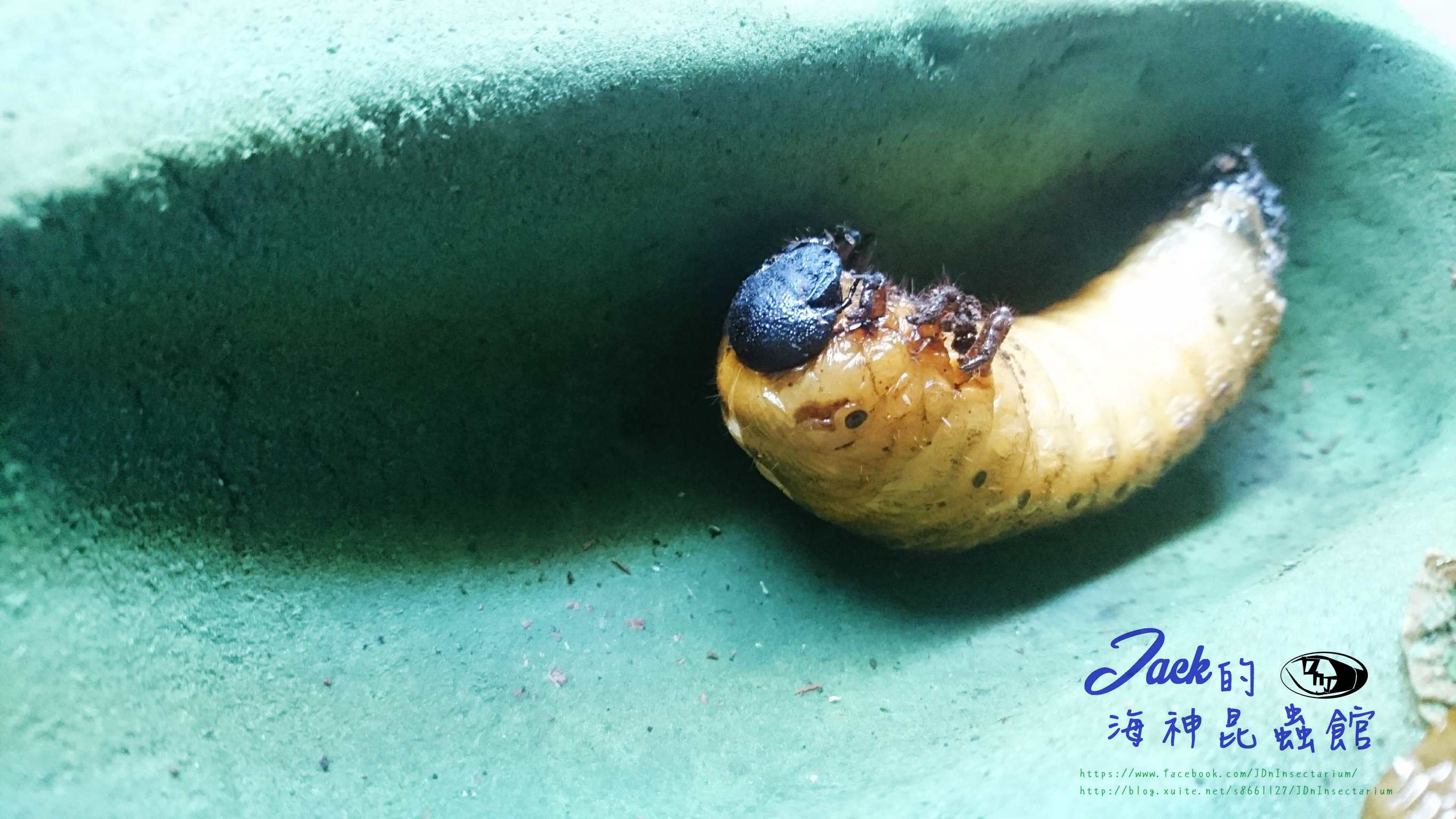 «ö¦¹¦b·sµøµ¡ÂsÄý¹Ï¤ù