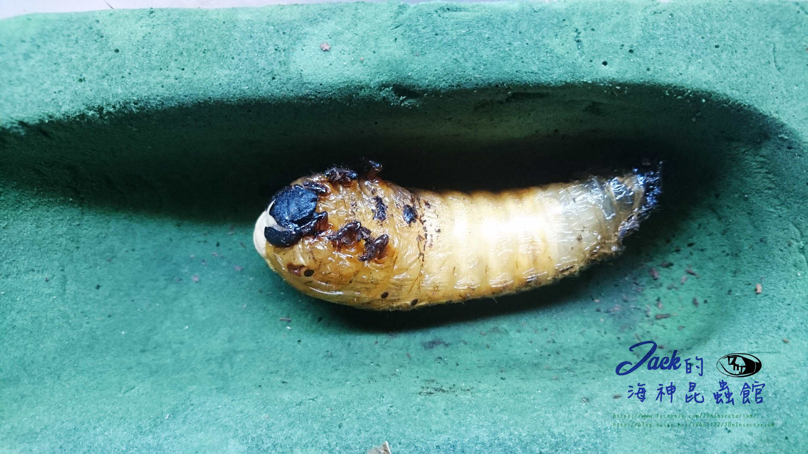 «ö¦¹¦b·sµøµ¡ÂsÄý¹Ï¤ù