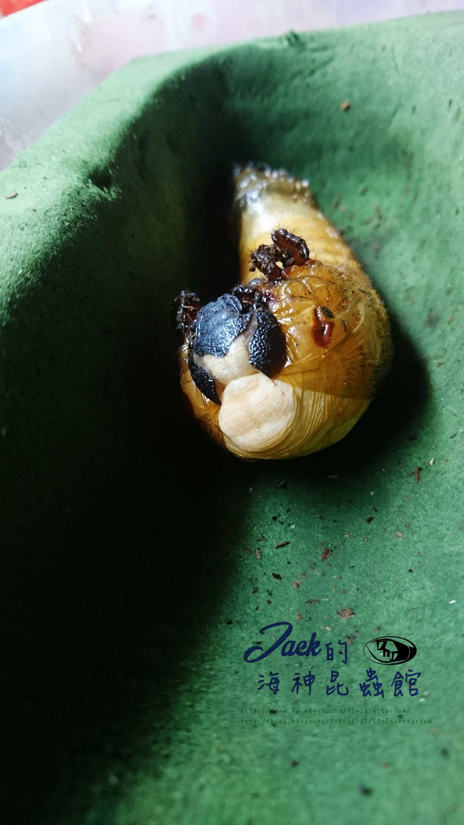 «ö¦¹¦b·sµøµ¡ÂsÄý¹Ï¤ù