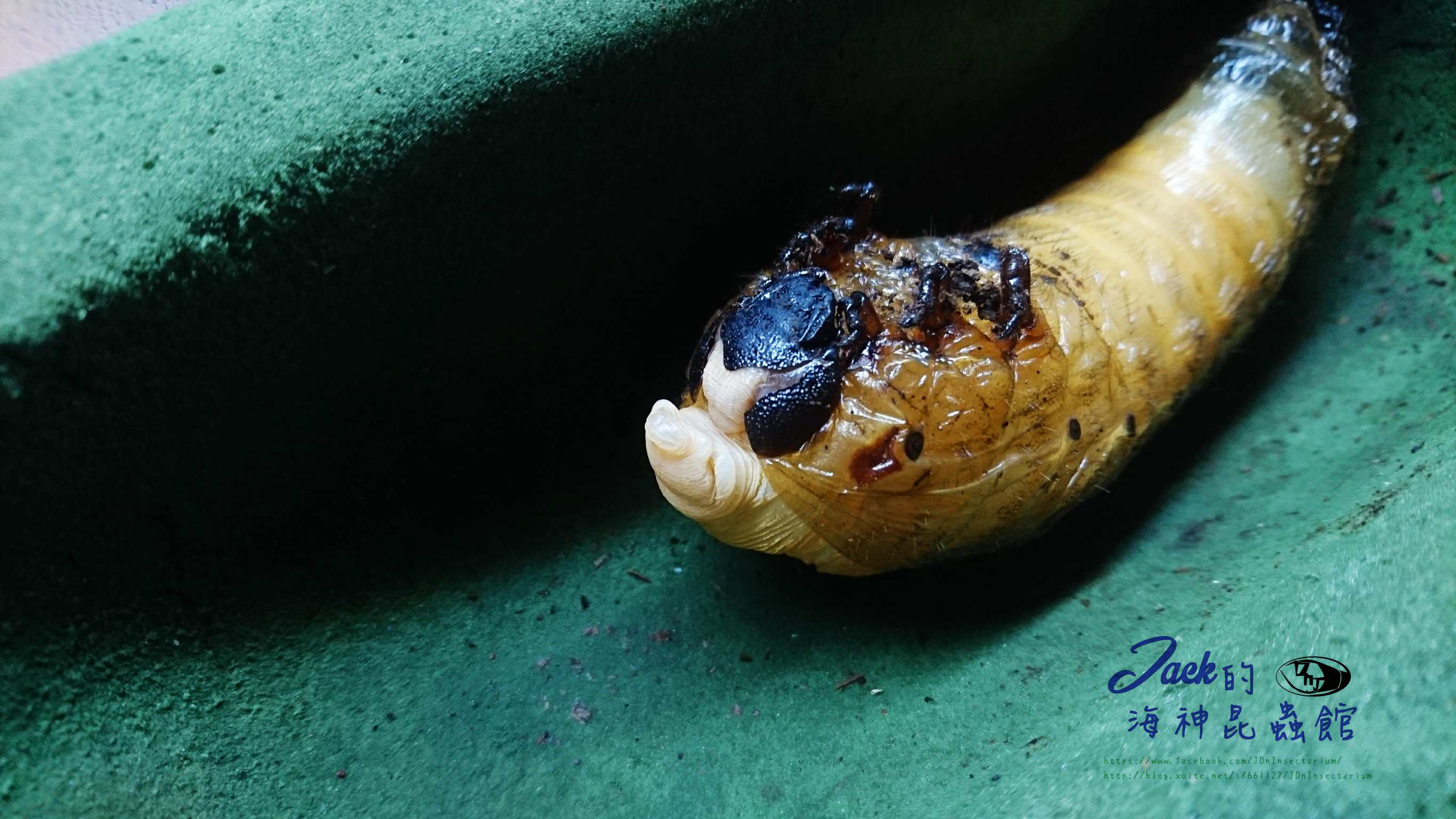 «ö¦¹¦b·sµøµ¡ÂsÄý¹Ï¤ù