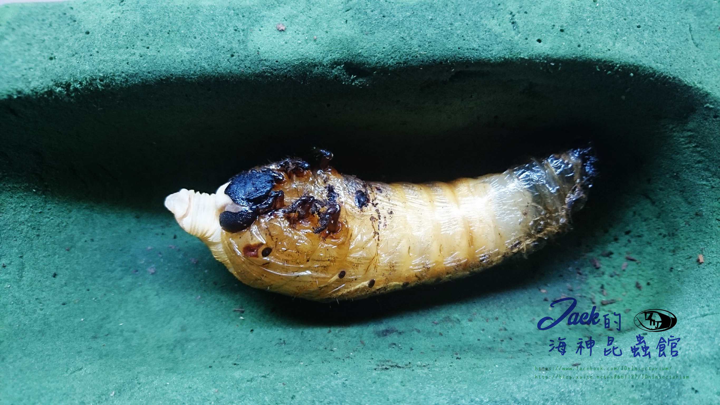 «ö¦¹¦b·sµøµ¡ÂsÄý¹Ï¤ù