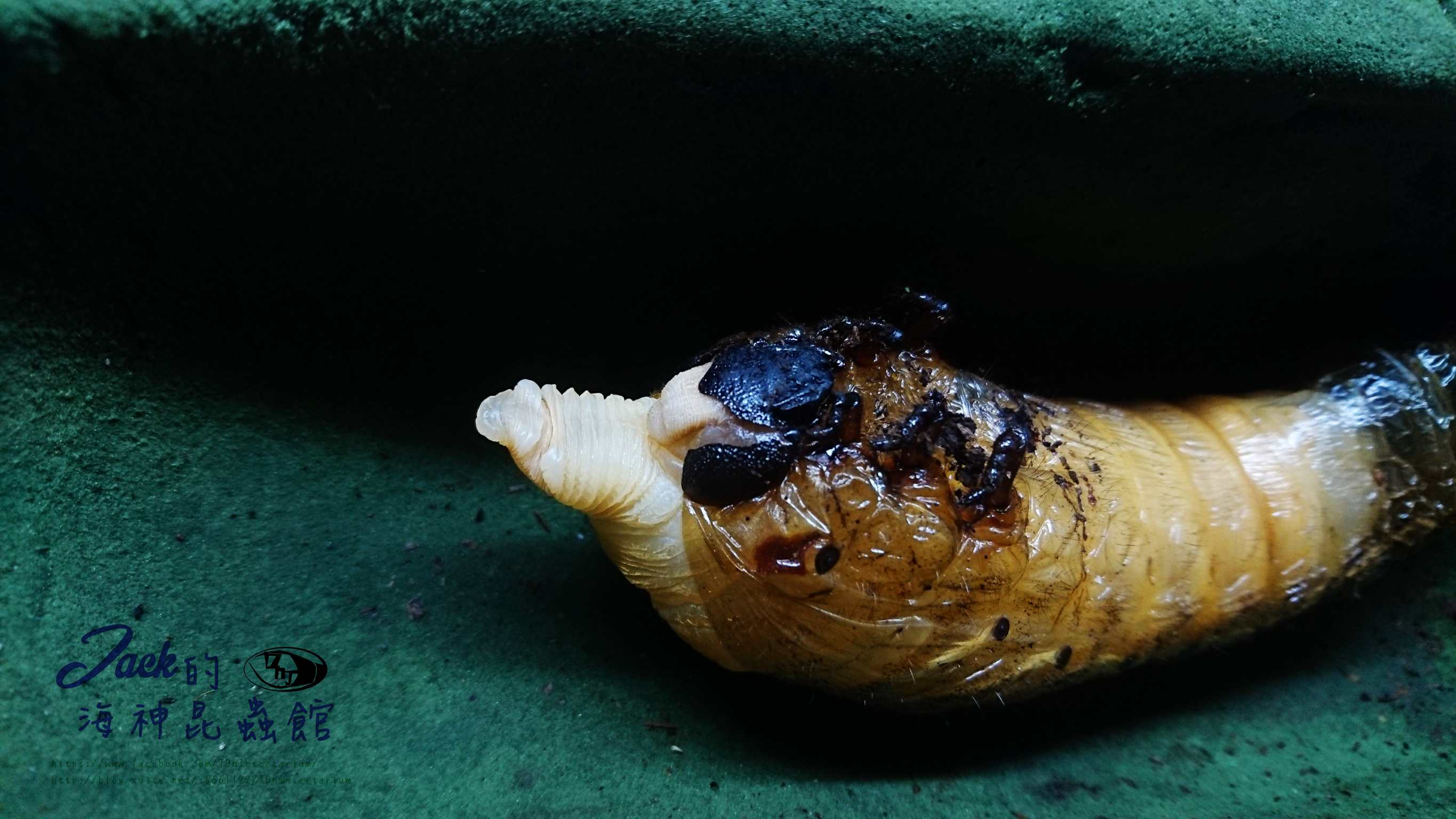 «ö¦¹¦b·sµøµ¡ÂsÄý¹Ï¤ù