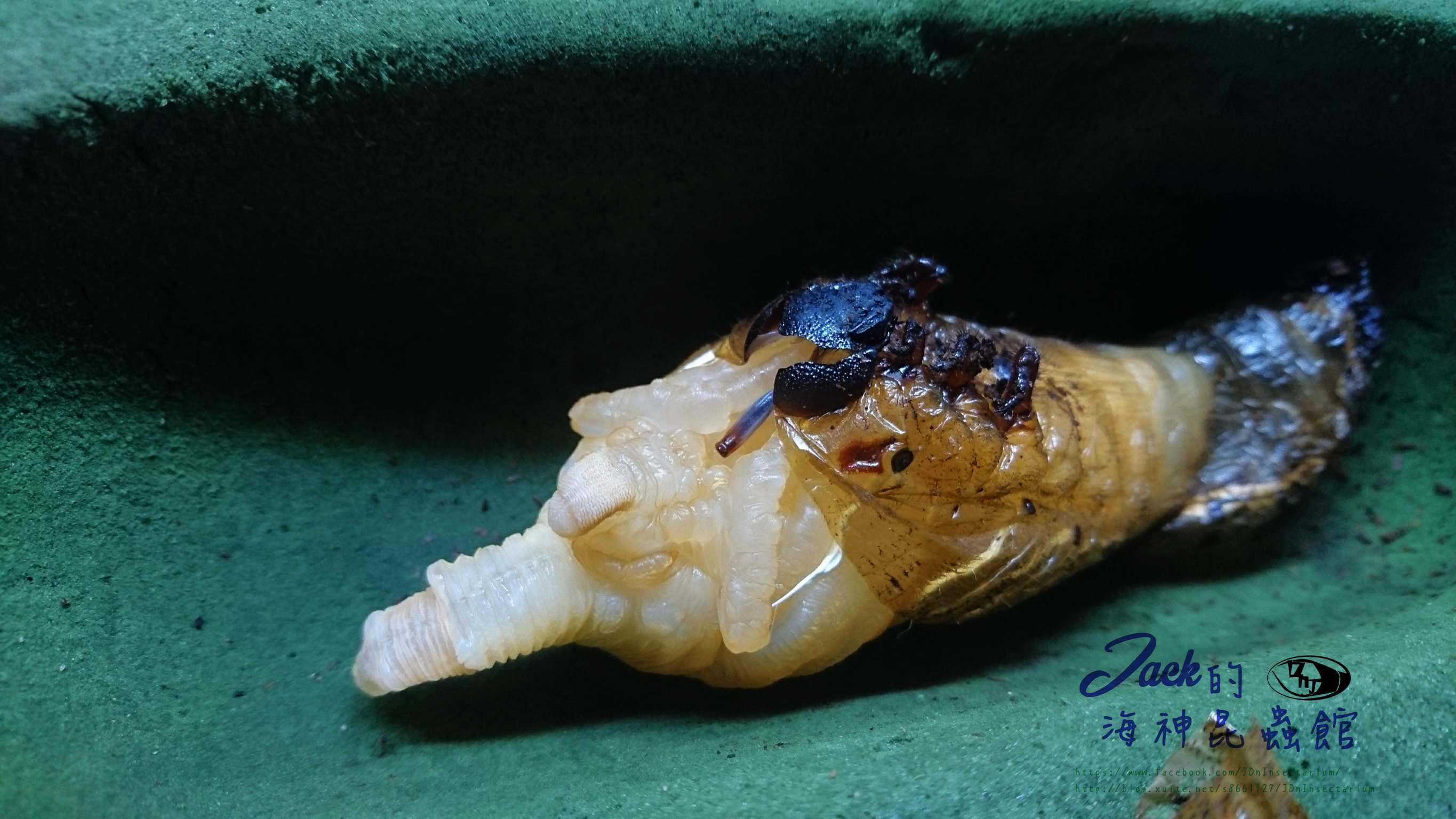 «ö¦¹¦b·sµøµ¡ÂsÄý¹Ï¤ù