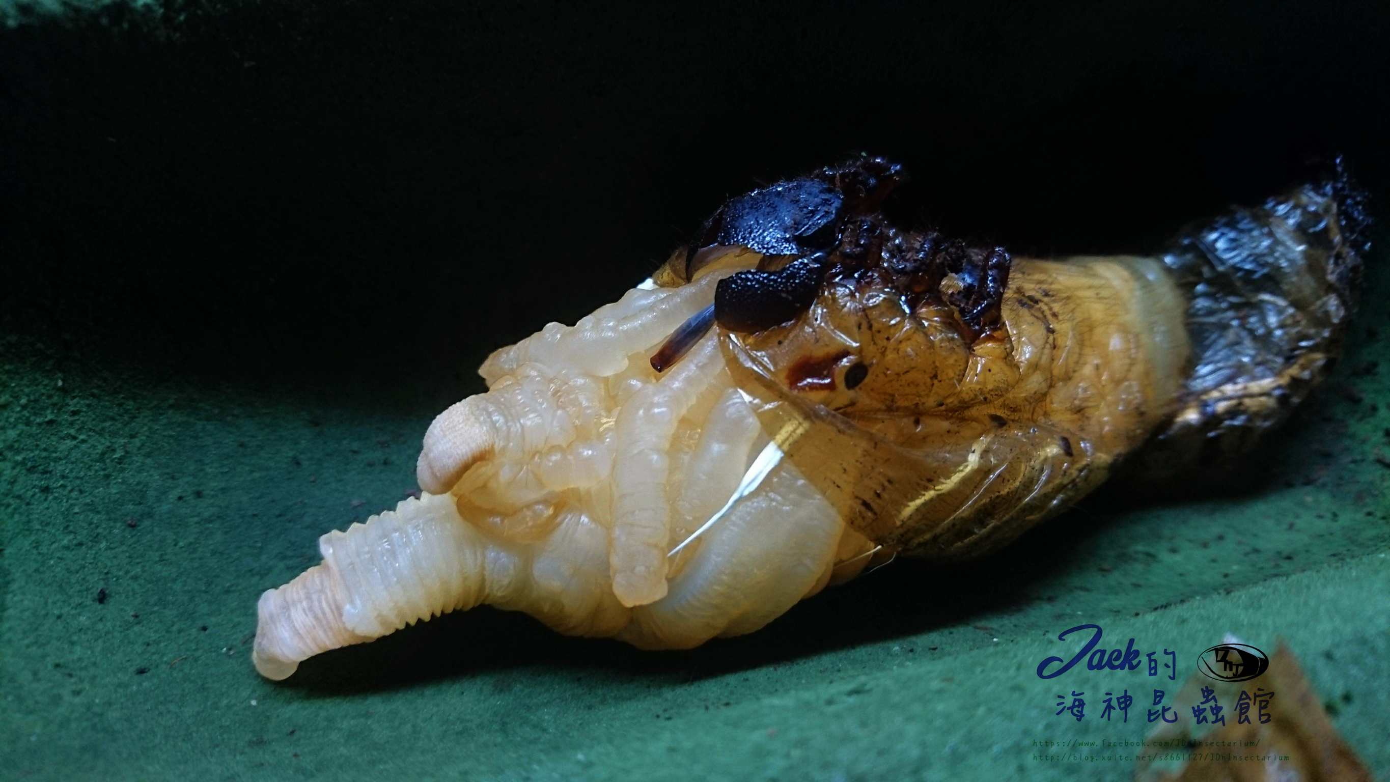 «ö¦¹¦b·sµøµ¡ÂsÄý¹Ï¤ù