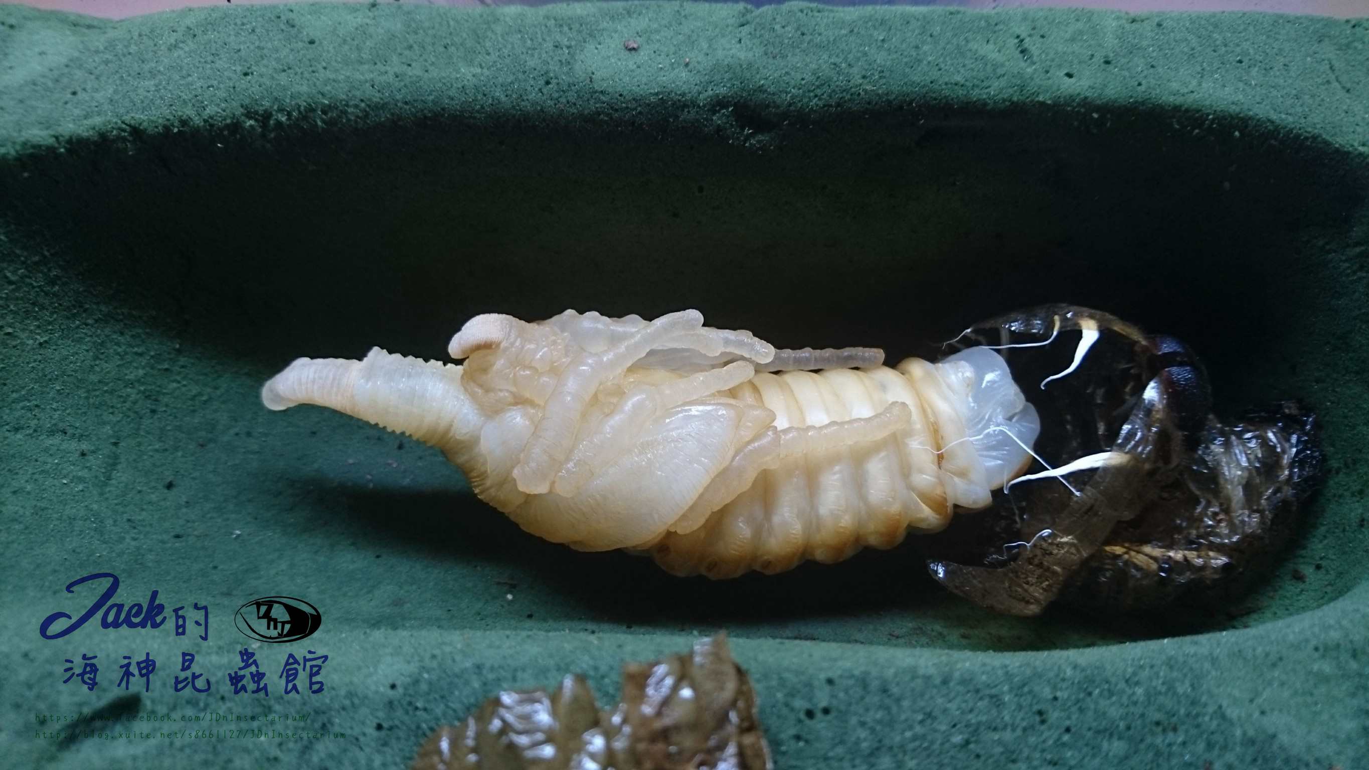 «ö¦¹¦b·sµøµ¡ÂsÄý¹Ï¤ù