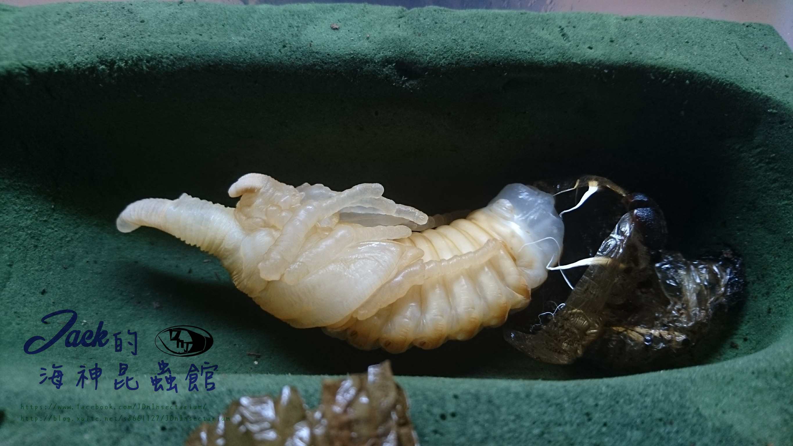 «ö¦¹¦b·sµøµ¡ÂsÄý¹Ï¤ù