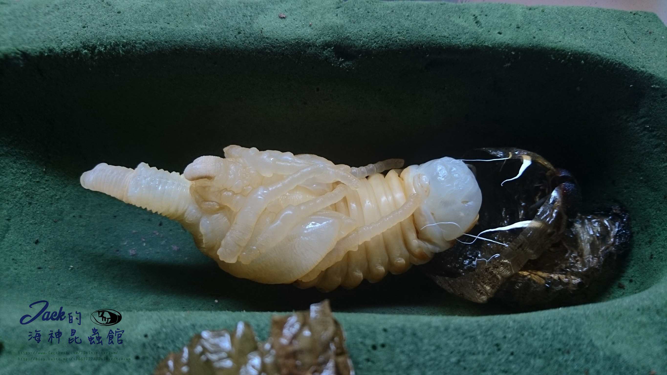 «ö¦¹¦b·sµøµ¡ÂsÄý¹Ï¤ù