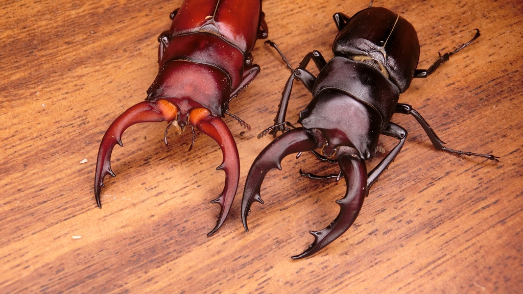 «ö¦¹¦b·sµøµ¡ÂsÄý¹Ï¤ù