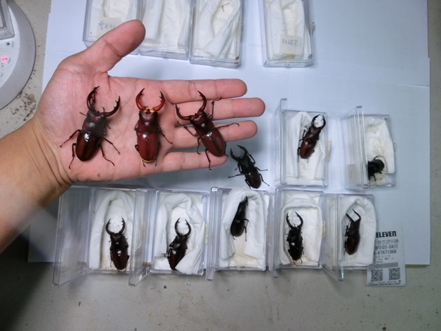 «ö¦¹¦b·sµøµ¡ÂsÄý¹Ï¤ù