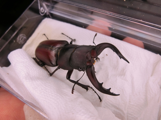 «ö¦¹¦b·sµøµ¡ÂsÄý¹Ï¤ù