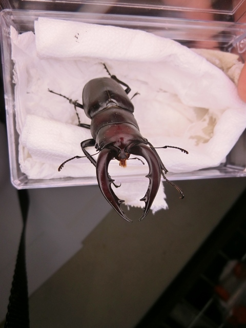 «ö¦¹¦b·sµøµ¡ÂsÄý¹Ï¤ù