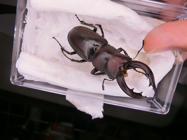 «ö¦¹¦b·sµøµ¡ÂsÄý¹Ï¤ù