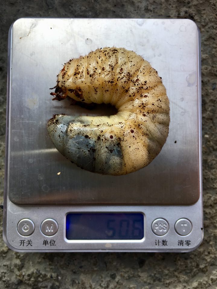 «ö¦¹¦b·sµøµ¡ÂsÄý¹Ï¤ù