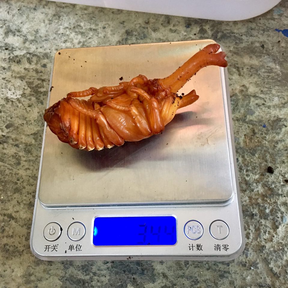 «ö¦¹¦b·sµøµ¡ÂsÄý¹Ï¤ù