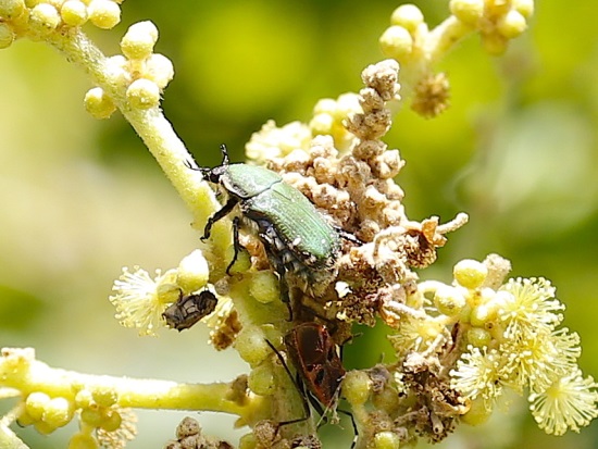 «ö¦¹¦b·sµøµ¡ÂsÄý¹Ï¤ù