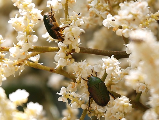 «ö¦¹¦b·sµøµ¡ÂsÄý¹Ï¤ù