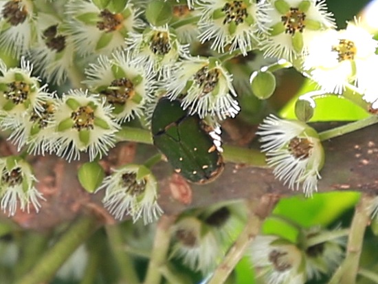 «ö¦¹¦b·sµøµ¡ÂsÄý¹Ï¤ù