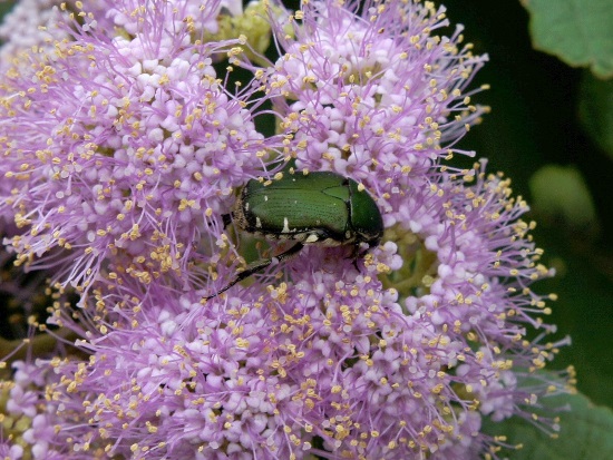 «ö¦¹¦b·sµøµ¡ÂsÄý¹Ï¤ù