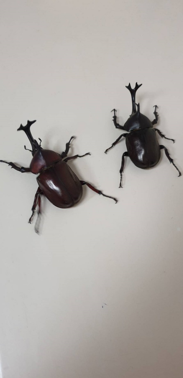 «ö¦¹¦b·sµøµ¡ÂsÄý¹Ï¤ù