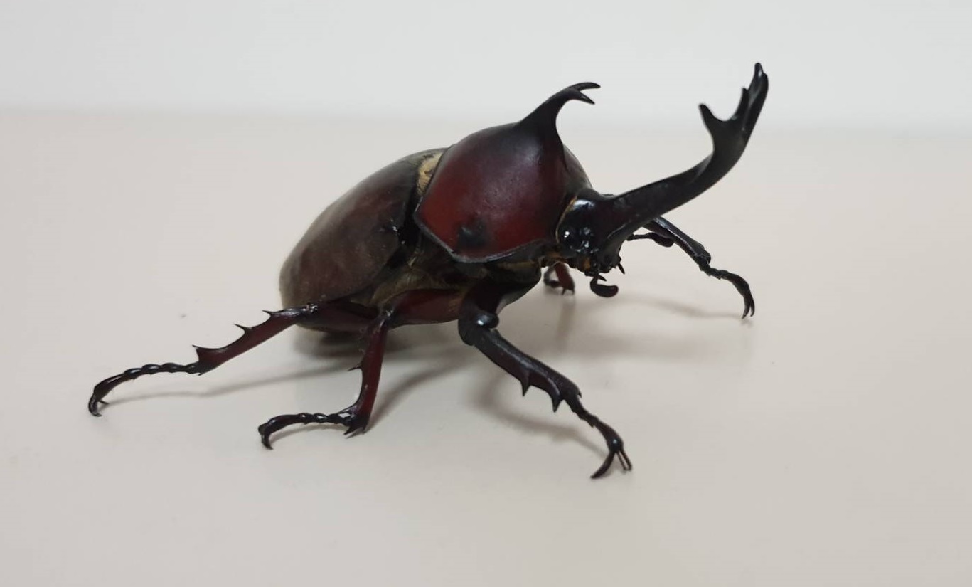 «ö¦¹¦b·sµøµ¡ÂsÄý¹Ï¤ù