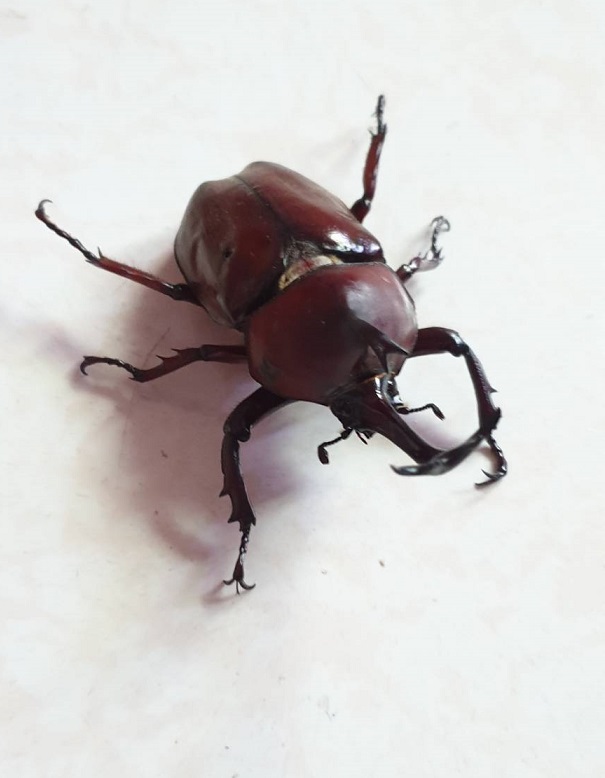 «ö¦¹¦b·sµøµ¡ÂsÄý¹Ï¤ù