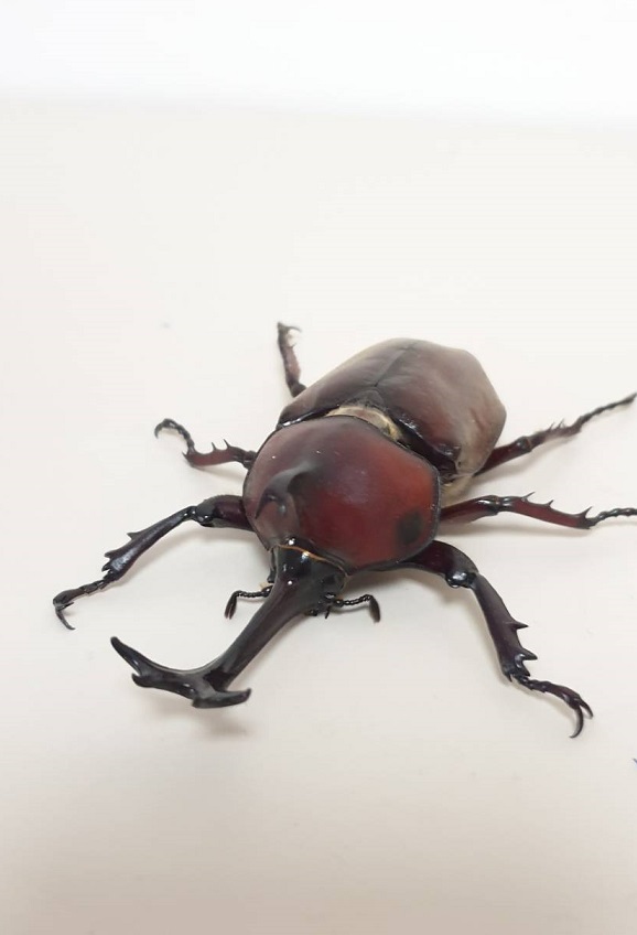 «ö¦¹¦b·sµøµ¡ÂsÄý¹Ï¤ù