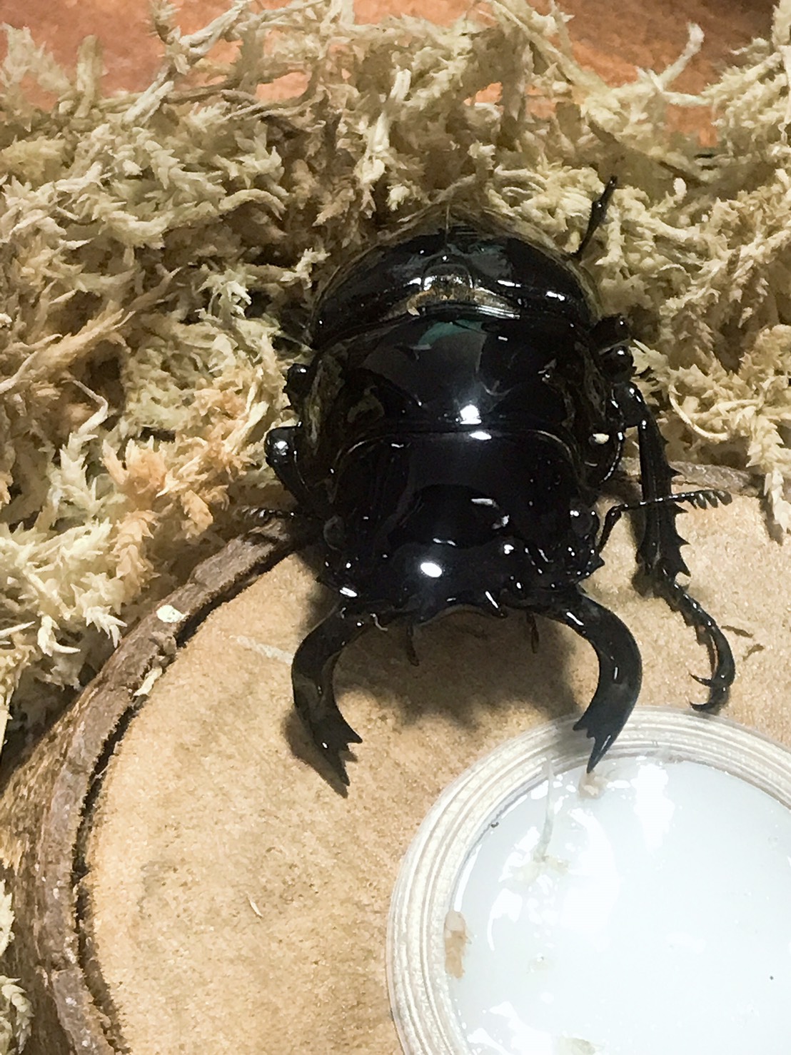 «ö¦¹¦b·sµøµ¡ÂsÄý¹Ï¤ù