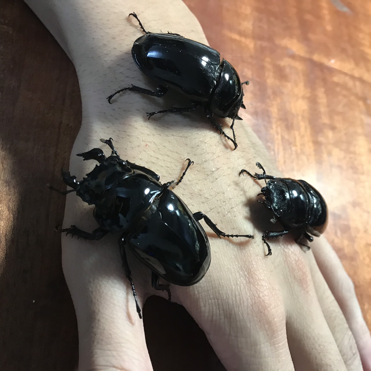 «ö¦¹¦b·sµøµ¡ÂsÄý¹Ï¤ù