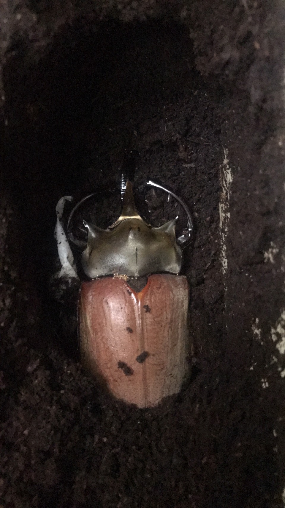 «ö¦¹¦b·sµøµ¡ÂsÄý¹Ï¤ù