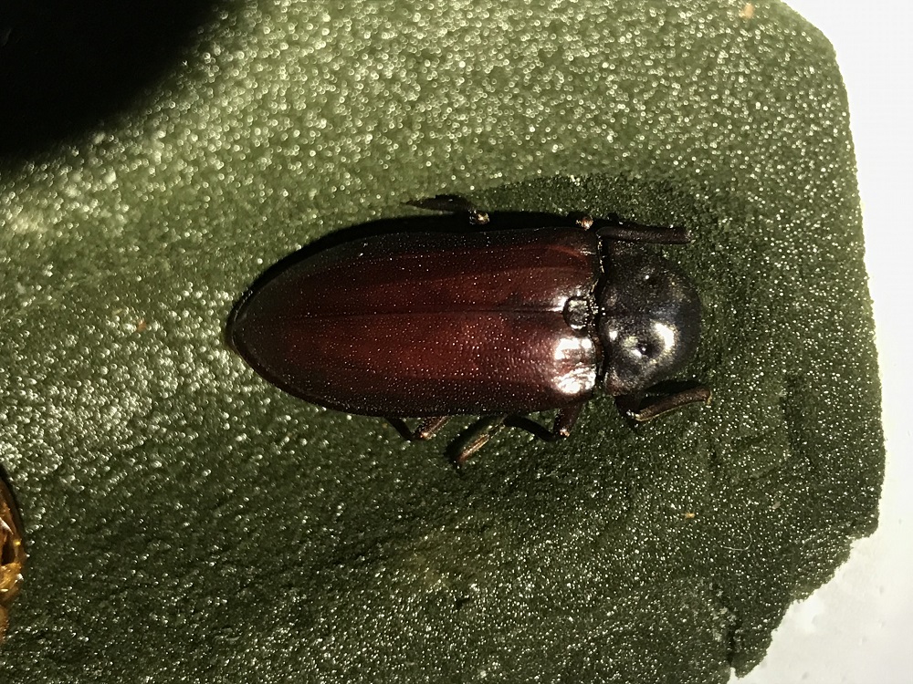 «ö¦¹¦b·sµøµ¡ÂsÄý¹Ï¤ù