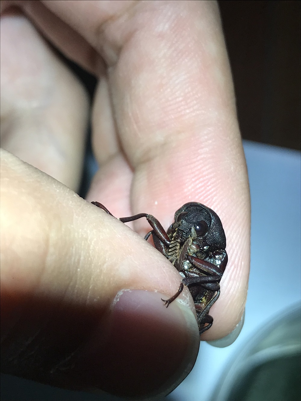 «ö¦¹¦b·sµøµ¡ÂsÄý¹Ï¤ù