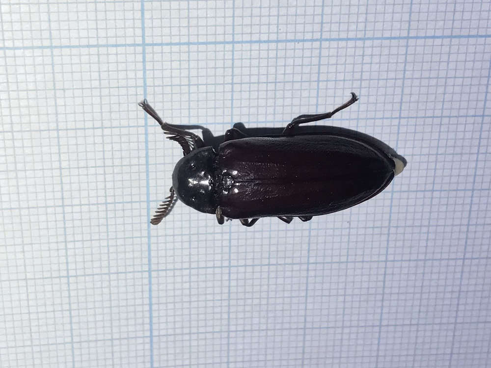 «ö¦¹¦b·sµøµ¡ÂsÄý¹Ï¤ù