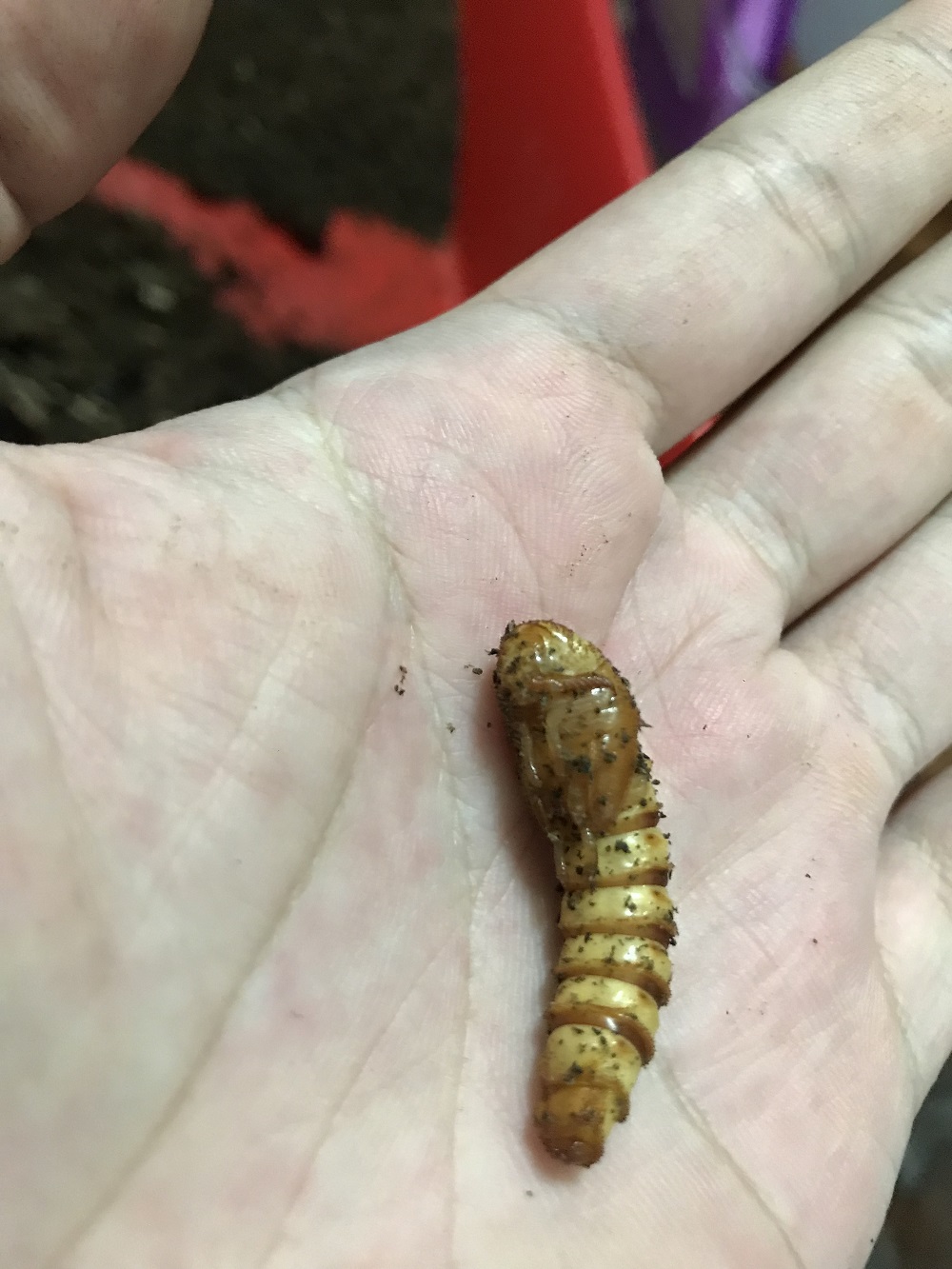 «ö¦¹¦b·sµøµ¡ÂsÄý¹Ï¤ù