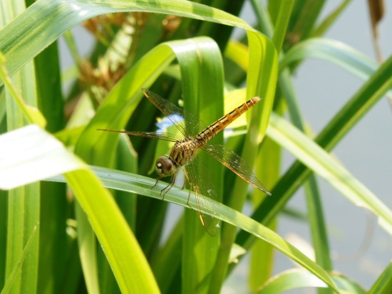 «ö¦¹¦b·sµøµ¡ÂsÄý¹Ï¤ù