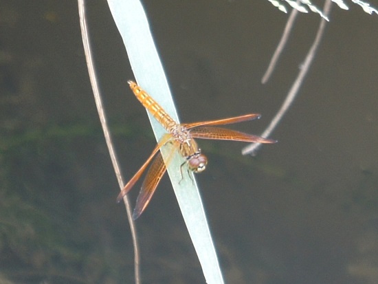 «ö¦¹¦b·sµøµ¡ÂsÄý¹Ï¤ù